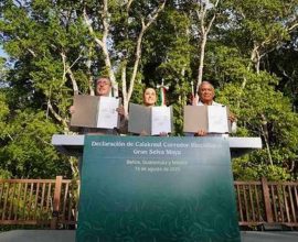 Latin America Unites to Safeguard the 'Great Mayan Reserve': A Heartfelt Commitment to Protect Our Planet’s Second-Largest Rainforest