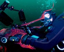 Meet the Underwater Selfie Star: An Octopus Captures a Dive into Connection