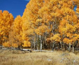 Nature's Revival: Wolves Bring Life Back to Yellowstone as Hefty Aspen Saplings Thrive After 80 Years