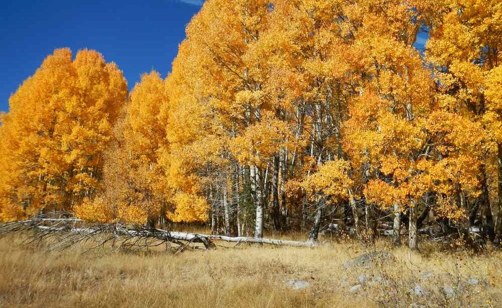 Nature's Revival: Wolves Bring Life Back to Yellowstone as Hefty Aspen Saplings Thrive After 80 Years