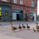 Quacking Harmony: How a Charming Duck Parade Transformed Our Town Center into a Sanctuary of Snuggles and Safety
