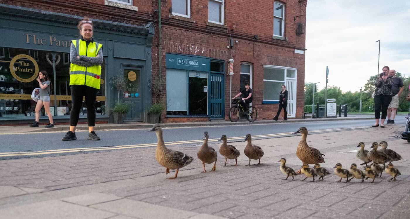 Ducks crossing the street