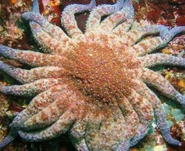 Resilient Guardians: Scientists Uncover Hope for California's Sea Star Population Amidst Devastating Pathogen Crisis