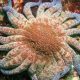 Resilient Guardians: Scientists Uncover Hope for California's Sea Star Population Amidst Devastating Pathogen Crisis