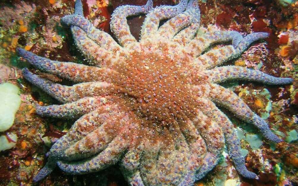 Resilient Guardians: Scientists Uncover Hope for California's Sea Star Population Amidst Devastating Pathogen Crisis