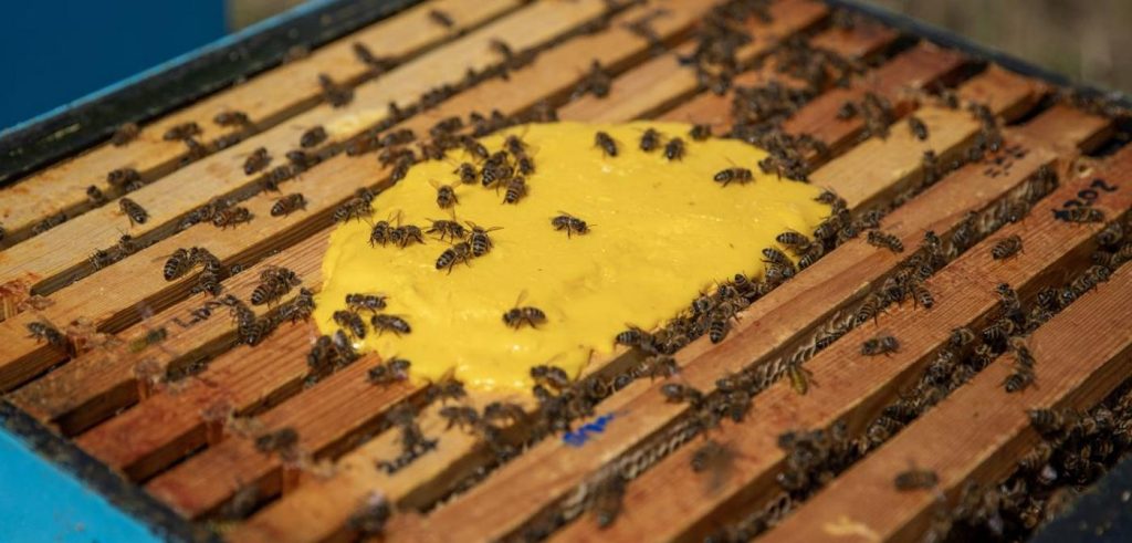 Revolution in the Hive: Scientists Craft Yeast-Powered Superfood, Boosting Bee Colonies 15-Fold!