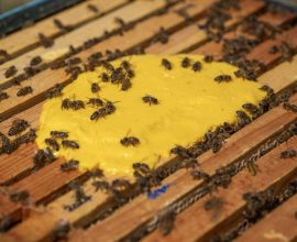 Revolution in the Hive: Scientists Craft Yeast-Powered Superfood, Boosting Bee Colonies 15-Fold!