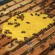 Revolution in the Hive: Scientists Craft Yeast-Powered Superfood, Boosting Bee Colonies 15-Fold!
