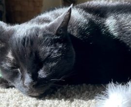 Revolutionary Cat Cancer Therapy Offers Hope for Feline Friends and Humanity Alike