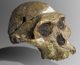 Unexpected Connections: New Discoveries Reveal Early Humans Walked Side by Side with Their Primal Ancestors