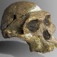 Unexpected Connections: New Discoveries Reveal Early Humans Walked Side by Side with Their Primal Ancestors