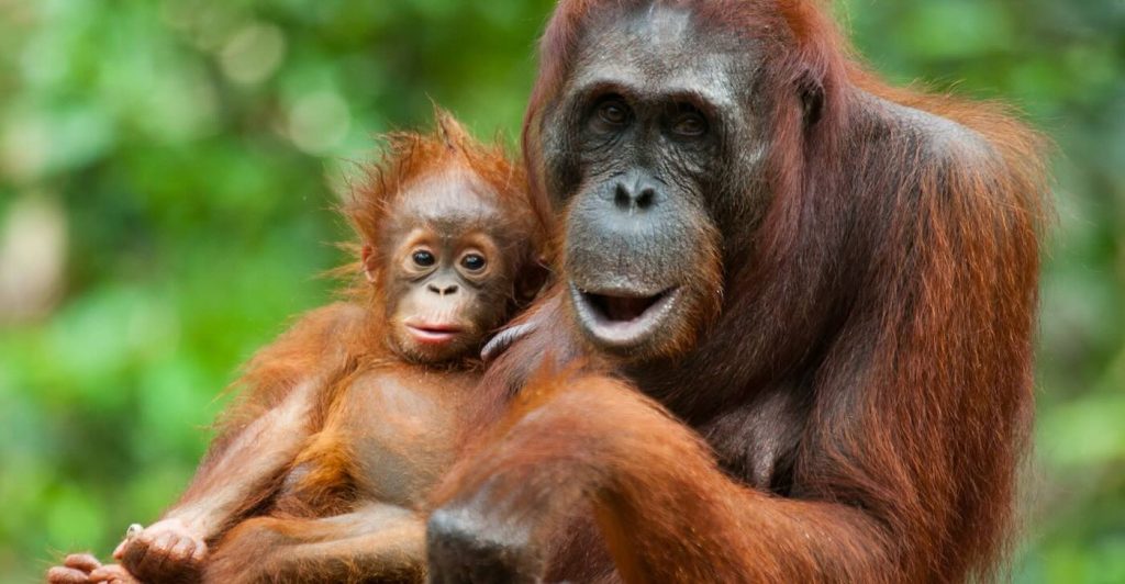 United for the Wild: How Local Heroes are Safeguarding Millions of Acres of Orangutan Habitat Beyond National Parks