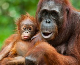 United for the Wild: How Local Heroes are Safeguarding Millions of Acres of Orangutan Habitat Beyond National Parks