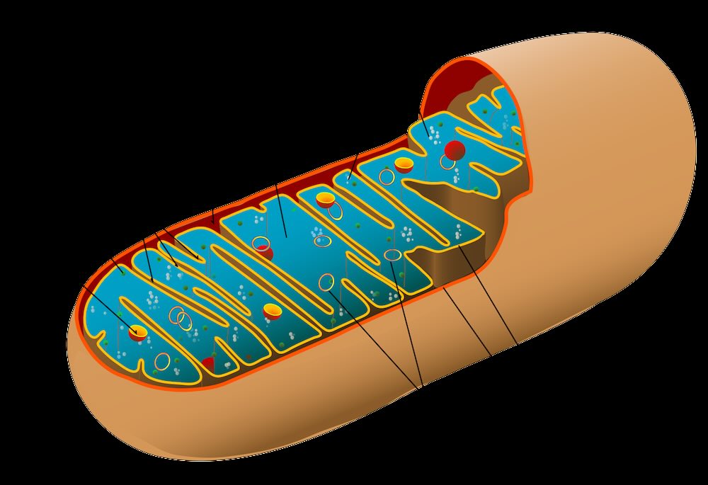 Animal mitochondrion diagram