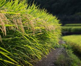Harvesting Hope: This Year's Nice Rice Price Hits 18-Year Low as Yields Soar, Offering Relief to Farmers and Families Alike