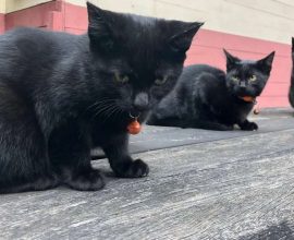 Meet the Feline Guardians: Three Stray Cats Pounce into Service, Bringing Heart and Whiskers to the UK Railway Line!