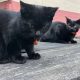 Meet the Feline Guardians: Three Stray Cats Pounce into Service, Bringing Heart and Whiskers to the UK Railway Line!