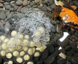 Hope Springs: Endangered Red and Yellow Mountain Frogs Thrive as Conservationists Celebrate a Historic Breeding Breakthrough