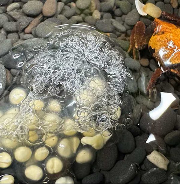 Hope Springs: Endangered Red and Yellow Mountain Frogs Thrive as Conservationists Celebrate a Historic Breeding Breakthrough