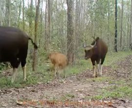 Heartwarming Discovery: Rare Gaur Spotted Flourishing in Forest, Inspiring Park Officials with Hope for Conservation