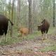Heartwarming Discovery: Rare Gaur Spotted Flourishing in Forest, Inspiring Park Officials with Hope for Conservation
