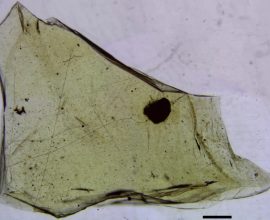 Time-Travel in Amber: Unearthing the Hidden Secrets of a 112-Million-Year-Old Forest
