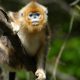 From Near Extinction to Hope: One Man’s Unwavering Dedication Revives the Rarest Monkeys to Nearly 2,000