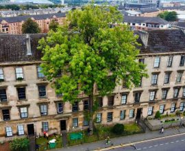 Standing Tall: The Glasgow Ash Wins 2025 'Tree of the Year' and Captures Hearts Amidst the Urban Jungle