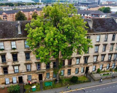 Standing Tall: The Glasgow Ash Wins 2025 'Tree of the Year' and Captures Hearts Amidst the Urban Jungle