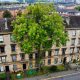 Standing Tall: The Glasgow Ash Wins 2025 'Tree of the Year' and Captures Hearts Amidst the Urban Jungle