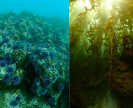 Against All Odds: How 6 Million Hammered Sea Urchins Rescued a California Kelp Paradise, Thanks to the Passionate Dive Volunteers