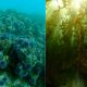 Against All Odds: How 6 Million Hammered Sea Urchins Rescued a California Kelp Paradise, Thanks to the Passionate Dive Volunteers