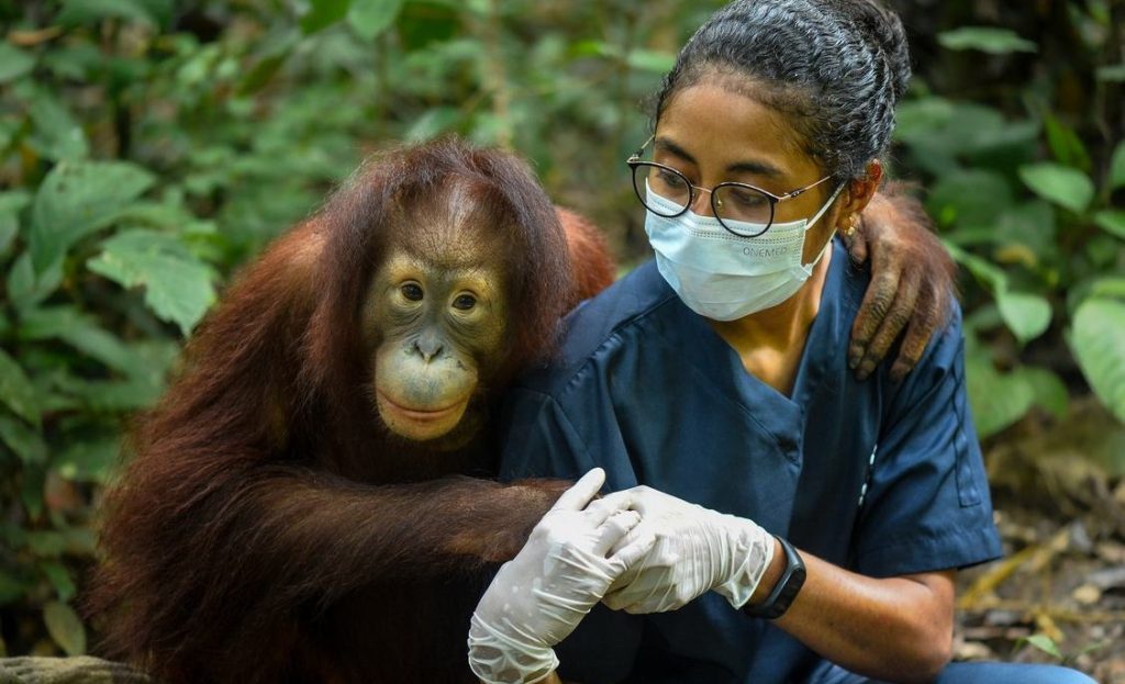 From Captivity to Freedom: Orangutan Triumphs After 9 Years of Heartfelt Rehabilitation in Jungle School