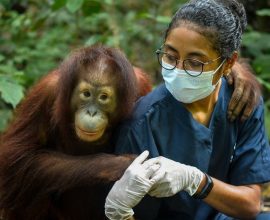 From Captivity to Freedom: Orangutan Triumphs After 9 Years of Heartfelt Rehabilitation in Jungle School