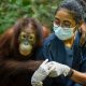 From Captivity to Freedom: Orangutan Triumphs After 9 Years of Heartfelt Rehabilitation in Jungle School