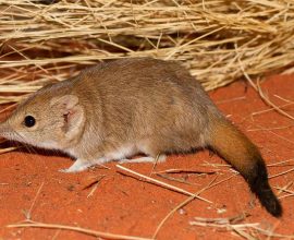 From the Brink of Oblivion: How a Resilient Marsupial Defied the Odds and Thrived in an Australian Mega Drought