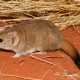 From the Brink of Oblivion: How a Resilient Marsupial Defied the Odds and Thrived in an Australian Mega Drought