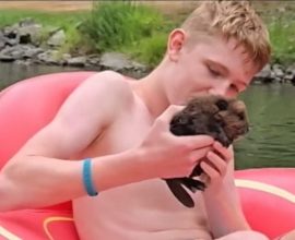 Heartfelt Heroism: Teen's Daring Rescue of Baby Beaver Amidst River Rapids Captures the Essence of Canadiana