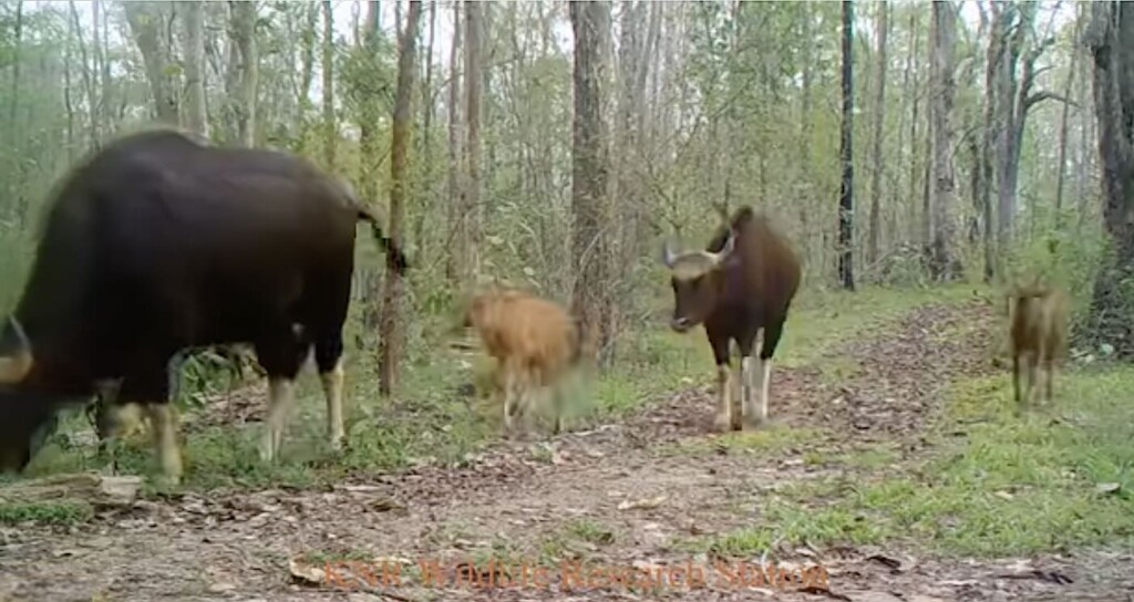 A family of gaur on a forest trail