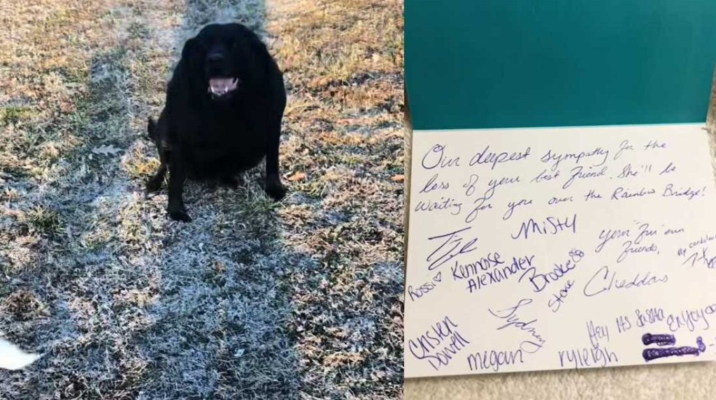 Heartwarming Kitchen Kindness: TikToker Shares Viral Moment When Restaurant Fulfills His Dog's Last Meal Wish
