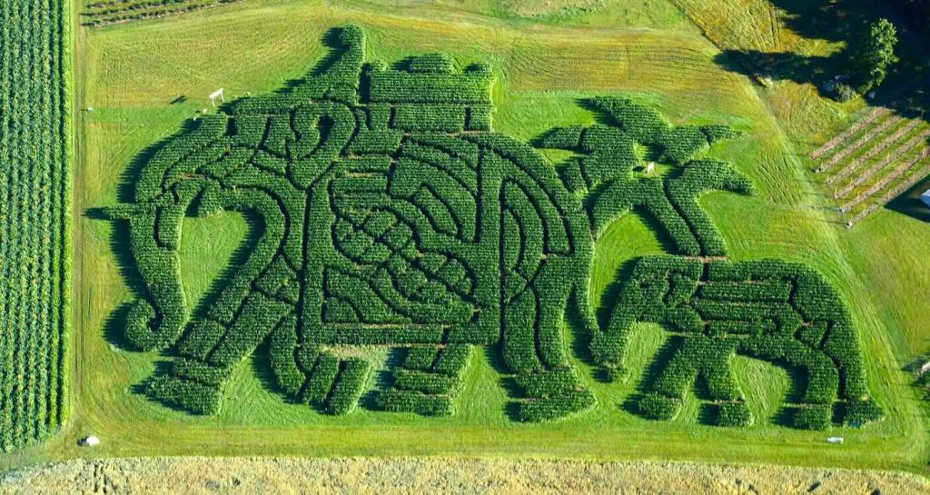 Maine Orchard's Heartfelt Corn Maze Crowned Best in America for 4th Year: A Tribute to True Mainer Spirit!