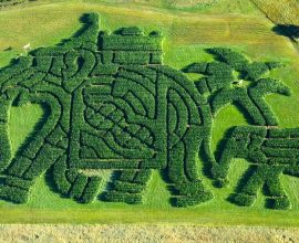 Maine Orchard's Heartfelt Corn Maze Crowned Best in America for 4th Year: A Tribute to True Mainer Spirit!