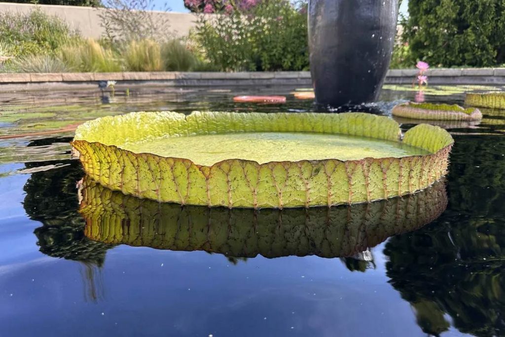 Nature's Titans: Witness the Awe-Inspiring Water Lily Weigh-Off as Giant Pads Defy Limits and Carry Over 180 lbs!