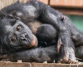 New Life in the Face of Extinction: UK's Sole Bonobo Baby Sparks Global Hope for a Fragile Future