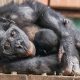 New Life in the Face of Extinction: UK's Sole Bonobo Baby Sparks Global Hope for a Fragile Future