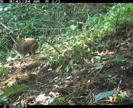 Rediscovered Wonder: Tiny Rabbit with a Black Tail Reemerges After 120 Years in the Heart of Mexico's Mountains
