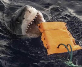 Revolutionary Wetsuit Fabric: Your New Armor Against Shark Bites, Offering Unmatched Protection for Ocean Adventurers!