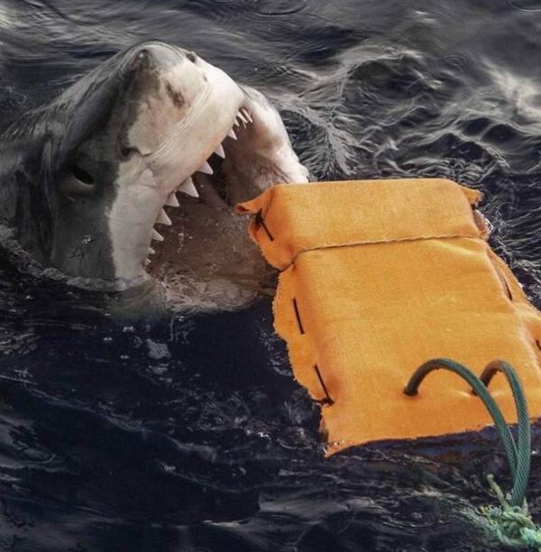 Revolutionary Wetsuit Fabric: Your New Armor Against Shark Bites, Offering Unmatched Protection for Ocean Adventurers!