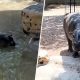 Stubborn Baby Hippo’s Heartwarming Demand: The Adorable ‘Mom Stare’ It Won’t Leave the Pool Without! (WATCH)