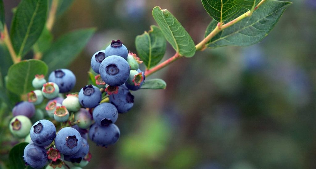 Sweet Science: How Blueberries Could Soothe Your Baby’s Gut and Combat Allergies